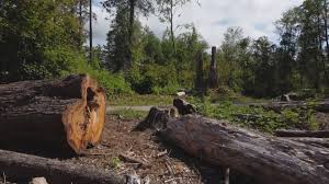 Best Tree Risk Assessment  in Dover, TN