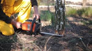 Best Pest Control for Lawns  in Dover, TN