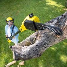Best Lawn Dethatching  in Dover, TN