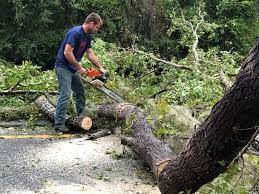 How Our Tree Care Process Works  in  Dover, TN
