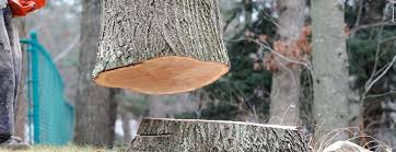 Best Tree Disease Treatment  in Dover, TN