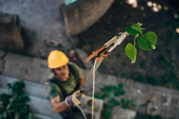 Best Tree Health Inspection  in Dover, TN