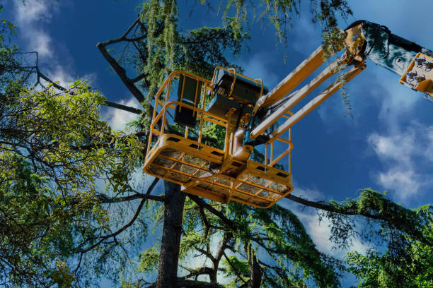 Best Utility Line Clearance  in Dover, TN