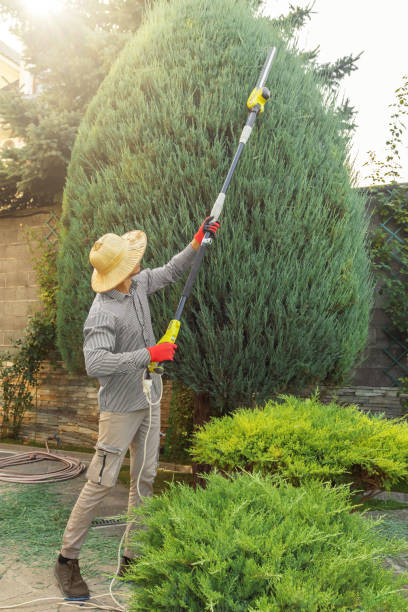  Dover, TN Tree Removal Pros