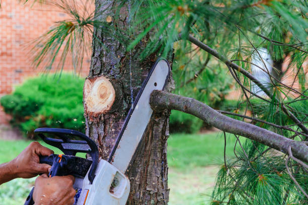 Best Emergency Tree Removal  in Dover, TN